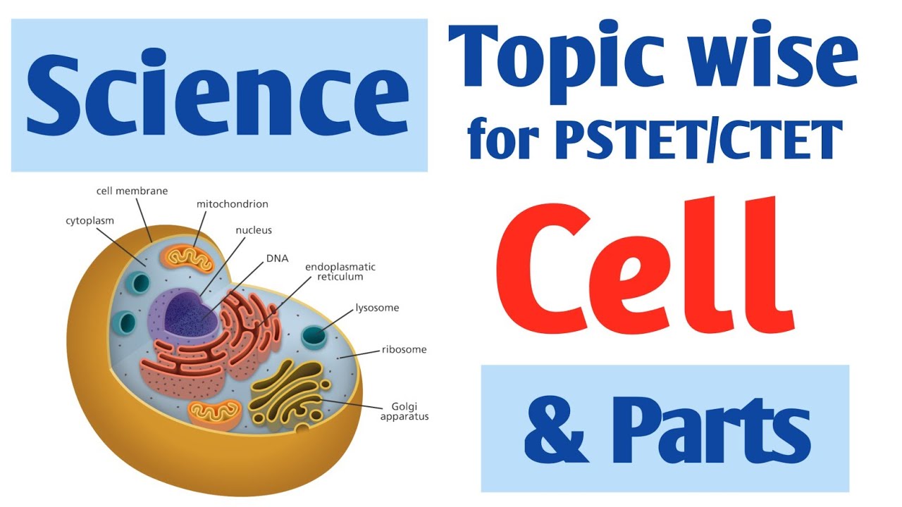 Cell & its Parts | Topic wise Science for PSTET CTET in Punjabi