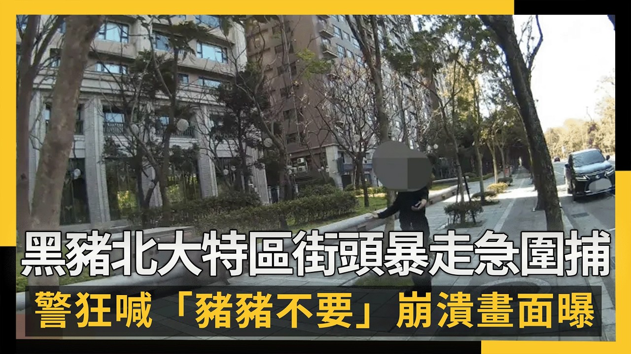 黑豬北大特區街頭暴走急圍捕！警狂喊「豬豬不要」崩潰畫面曝｜NOWNEWS #cc字幕