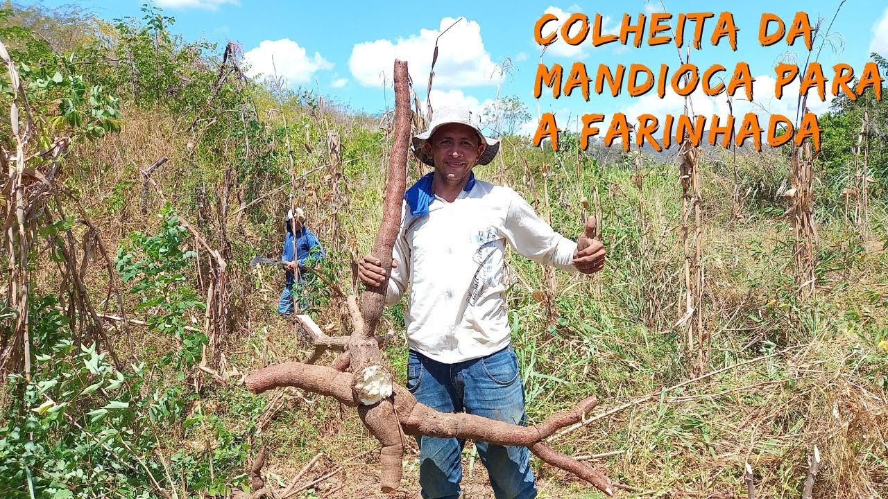 FARINHADA ARRANCA DE MANDIOCA NO ZIPU EM PACUJÁ-CE | RAIZES DO REI