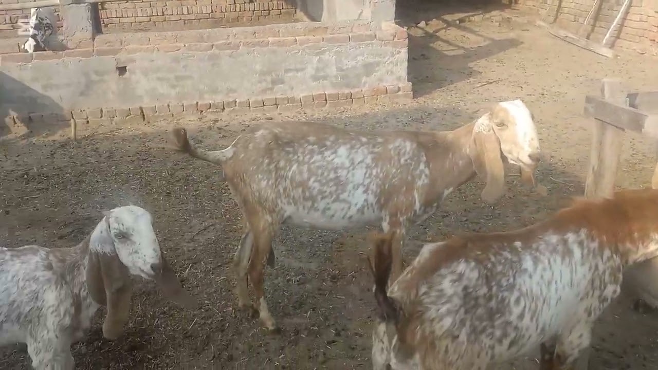 9 mahino me bakreyo ka profit Vlog no#2