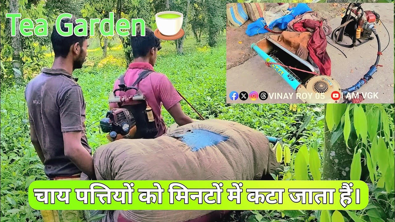 चाय गार्डन| Machine Se Chai Ki Pattiyo Ko Kate Hain! Join Me In Siliguri For The Exciting Discovery!