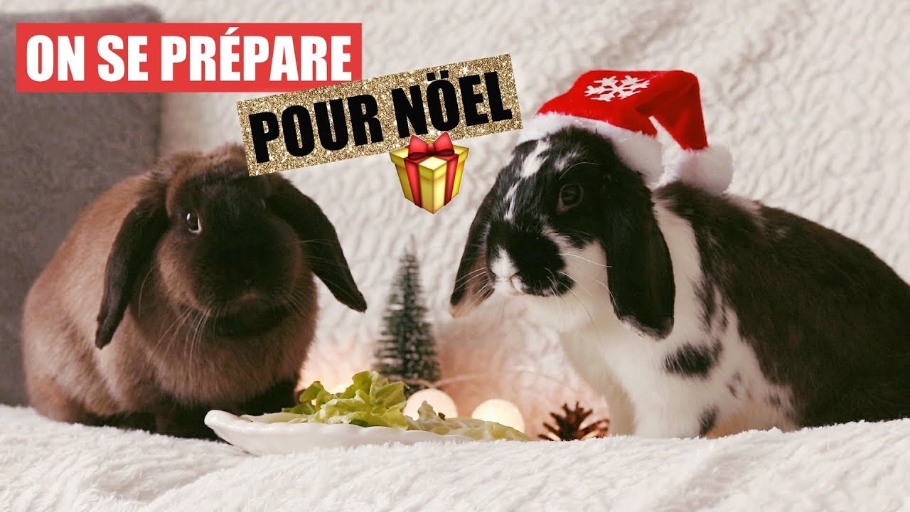 Mes lapines fêtent Noël 🎁🎄 | Avoir un lapin