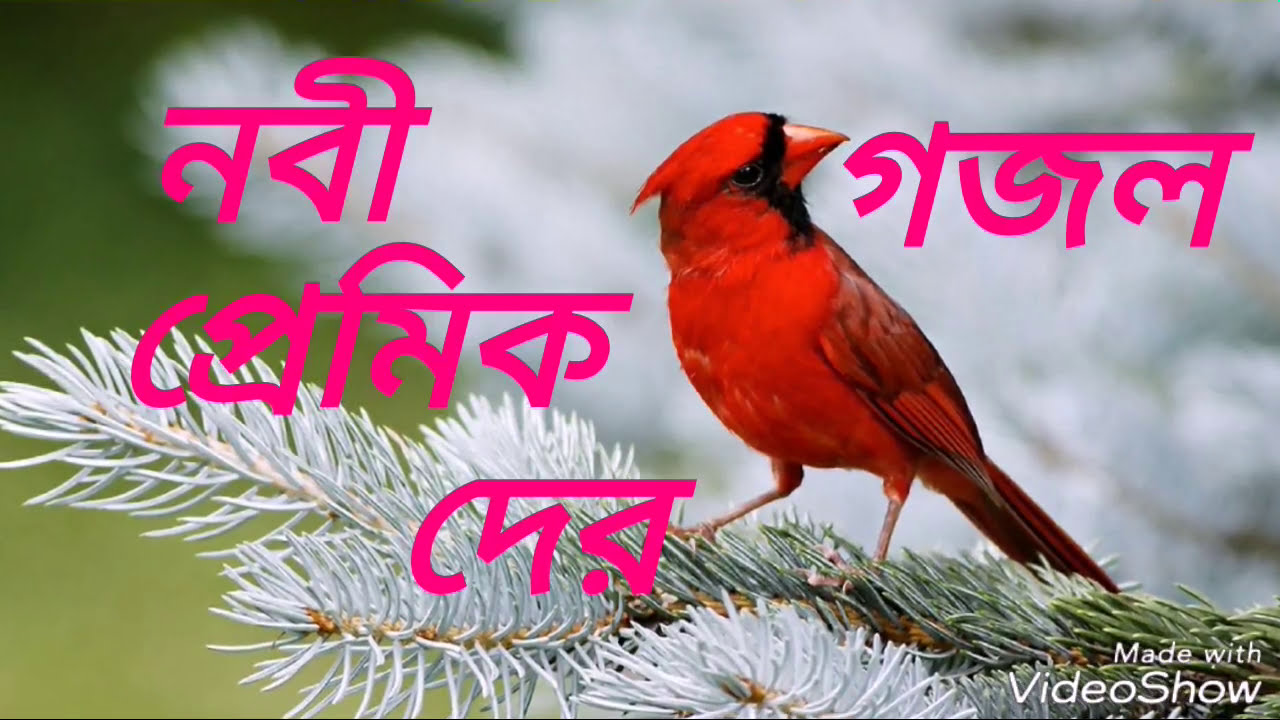 শিশু কন্ঠ গজলটি শুনতে মিস করবেনা.nwe gazal 2018