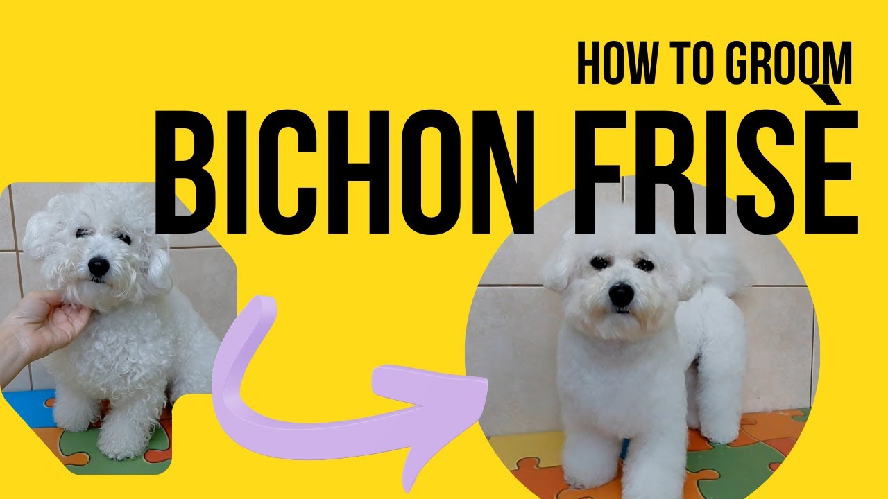 How to Groom a Bichon Frise (Pet trim) #bichonfrise #doggrooming #pets  #bichon #dogtransformation
