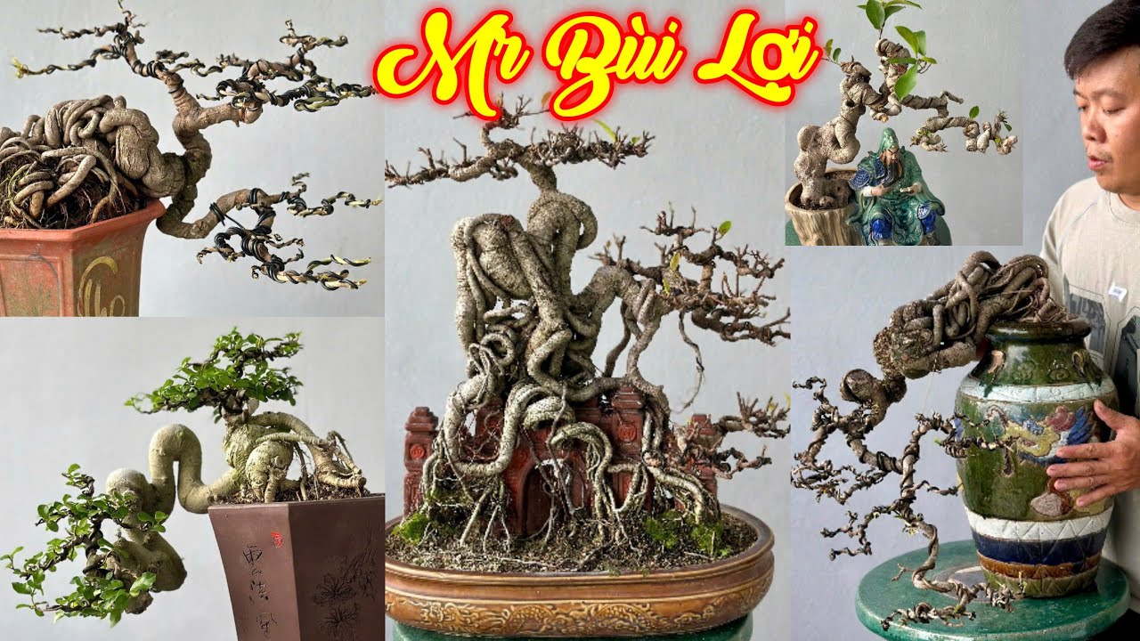 MR LỢI | #0855334449 | ĐẶC BIỆT SI ĐỎ HỒNG CỔ & NHỮNG CÂY DÁNG ĐỔ NGHỆ THUẬT & NHỮNG CÂY BONSAI ĐẸP.