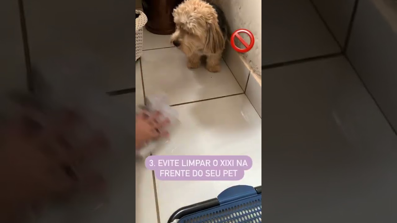 4 dicas de como ensinar seu c&atilde;o a fazer xixi no lugar certo.