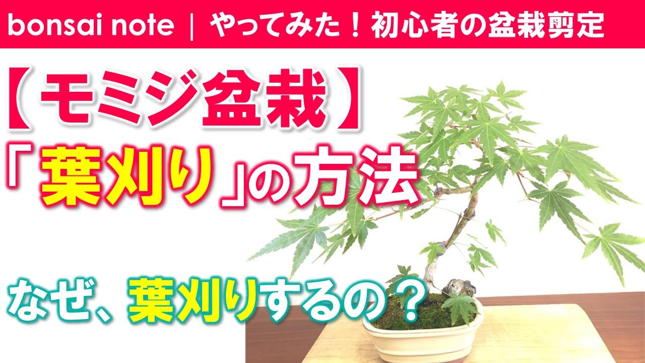 【モミジ盆栽】葉刈りの方法！なぜ、葉刈りするの？／2021.6｜Japanese maple “leaf reduction”／bonsai