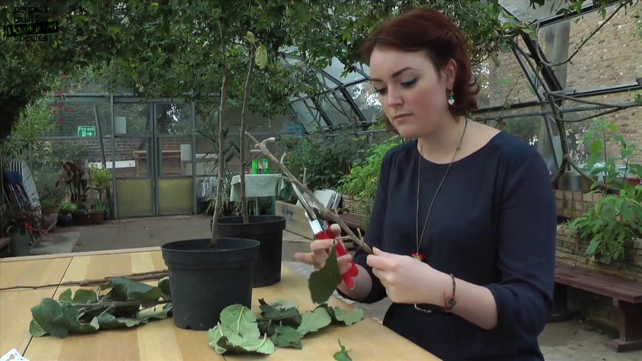 Bud Grafting - a video guide to bud grafting fruit trees for beginners