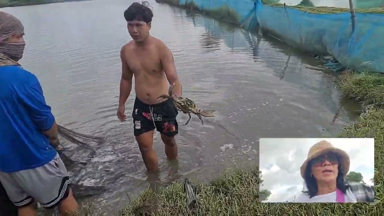 Paano ba ang Tamang  Pag aalaga ng Bangus sa Palaisdaan ?/ Harvest ng Bangus Luge/ Mamshie Gina Tv 