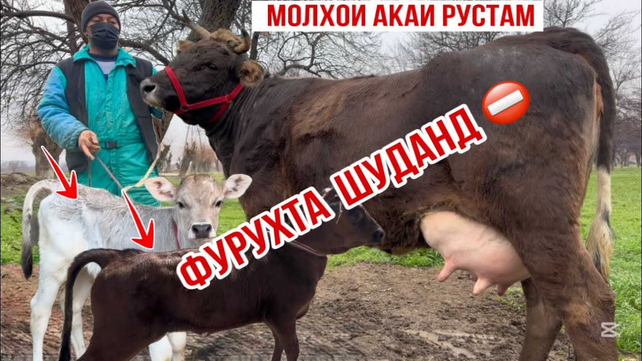 МОЛХОИ АКАИ РУСТАМ ПАРТИЯИ НАВ 5 марта 2026 г.