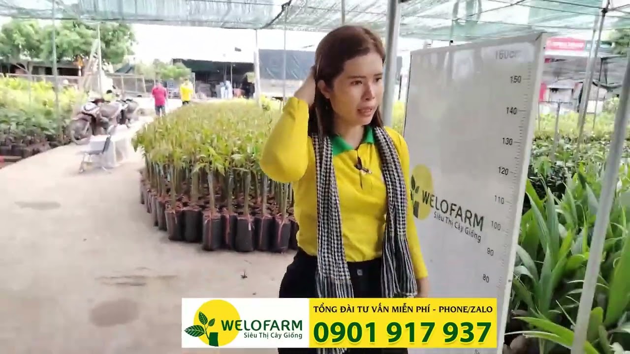 Sầu riêng có trồng được tại Miền Bắc không | SIÊU THỊ CÂY GIỐNG WELOFARM