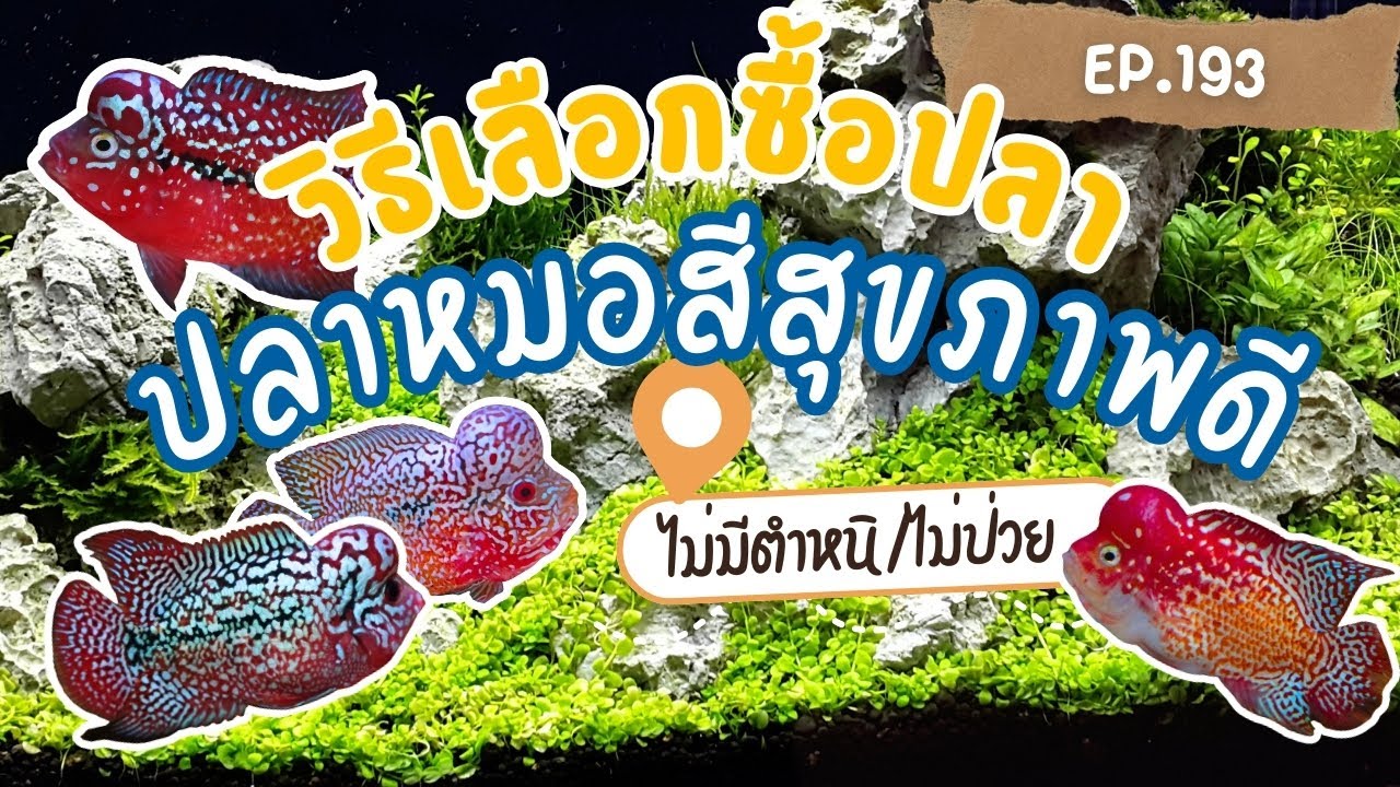 EP.193 วิธีเลือกซื้อปลาหมอสีให้ได้ปลาสุขภาพดี ไม่มีตำหนิ (มือใหม่ต้องดู)