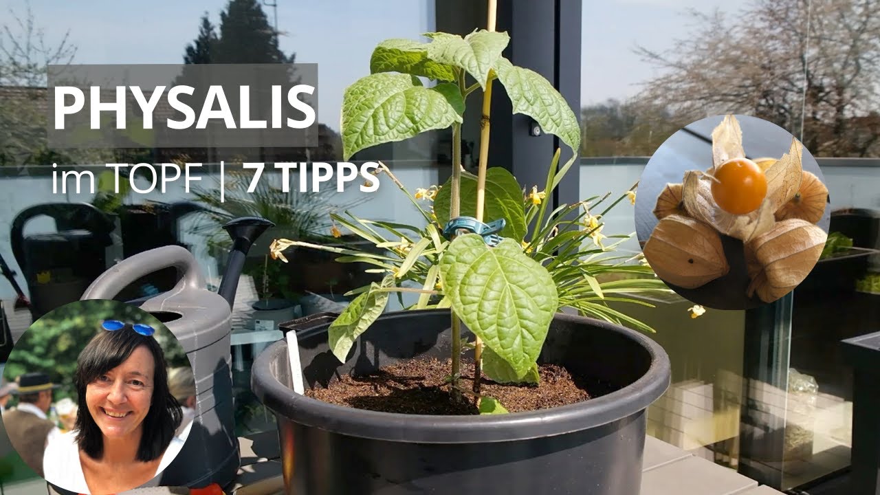 7 Tipps Physalis im Topf pflanzen + Physalis einpflanzen Topf | Physalis