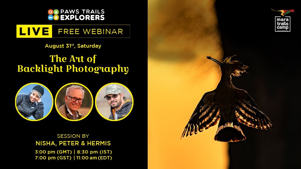 The Art of Backlight Photography