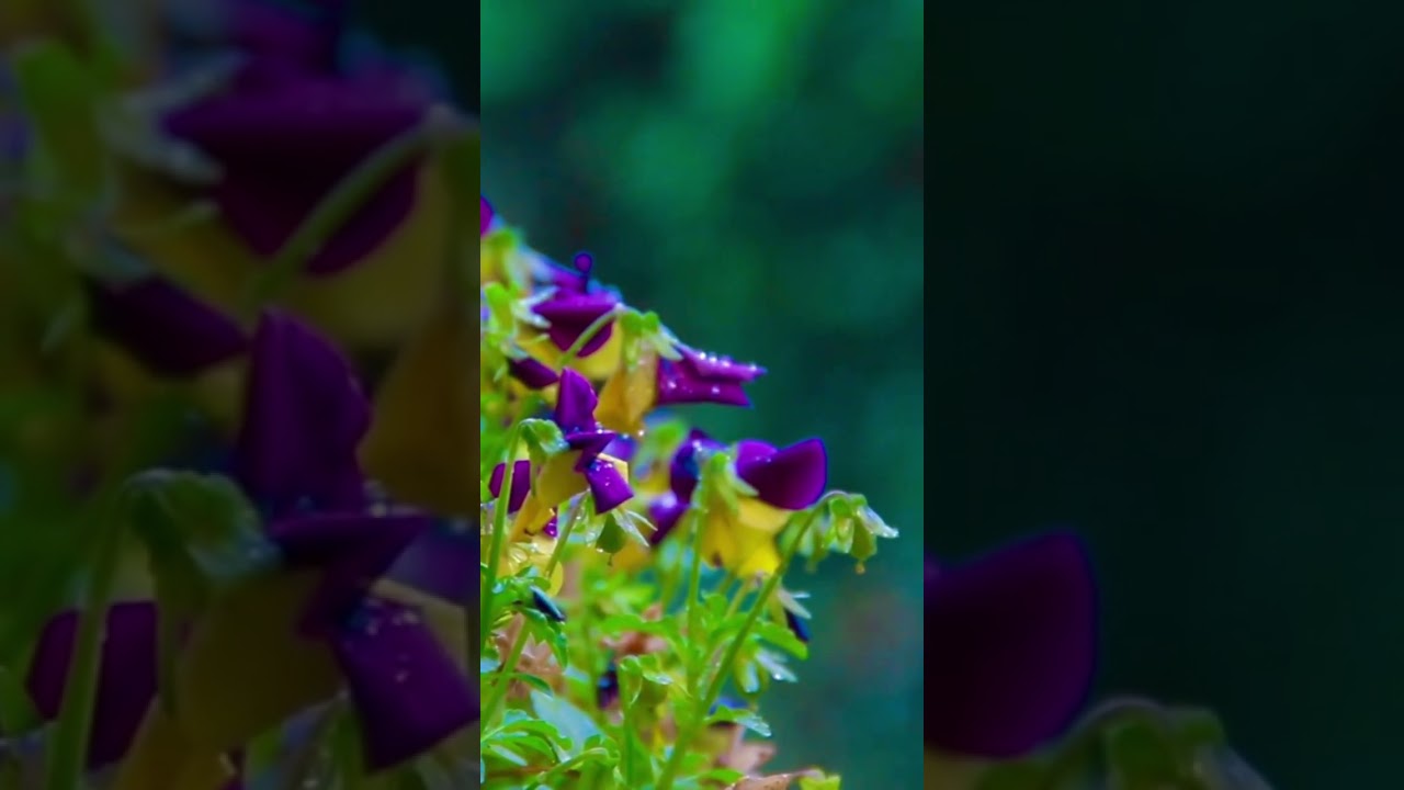 Relaxing Rain Ambiance Sounds | Calming Rainfall for Ultimate Serenity