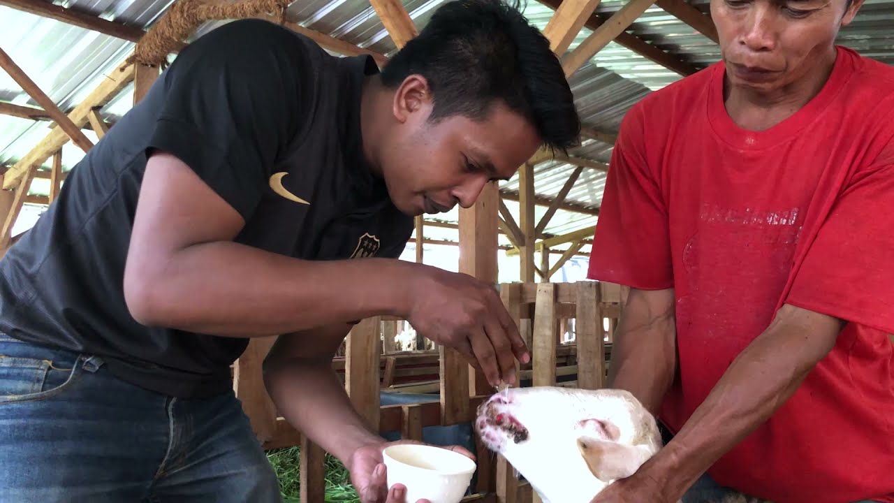 obat tradisional tidak perlu beli, bisa sembuhkan sakit kambing