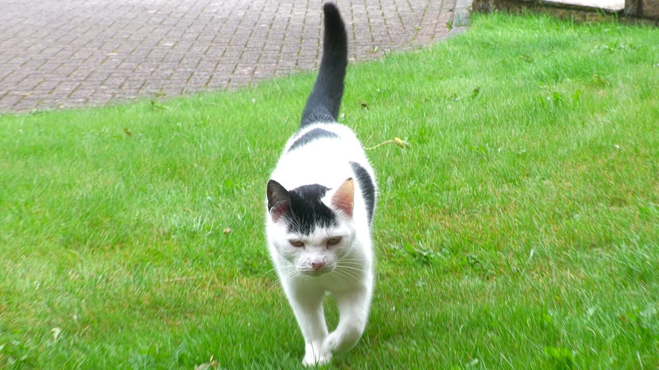 Neighbours Cat Came Inside To Escape The Rain