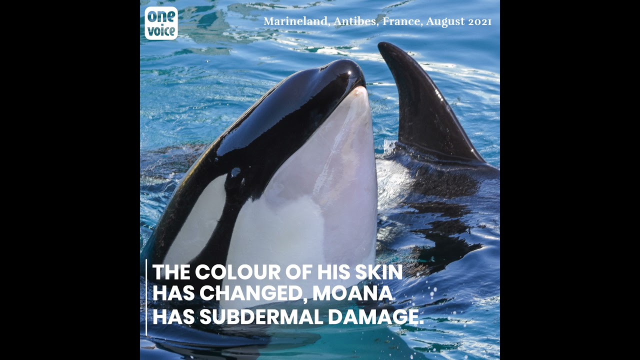 Moana, a young orca in a pitiful state of health at Marineland in Antibes