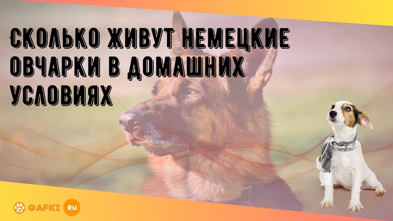 Сколько живут немецкие овчарки в домашних условиях