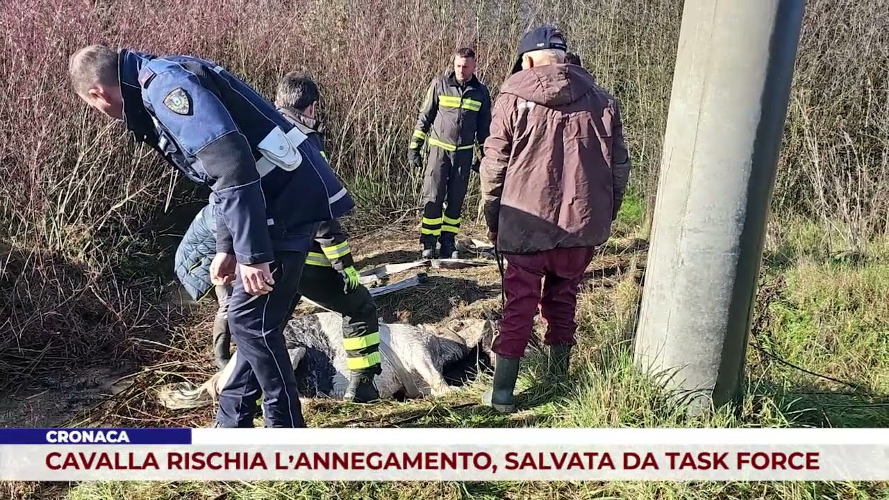 CRONACA. CAVALLA RISCHIA L’ANNEGAMENTO, SALVATA DA TASK FORCE