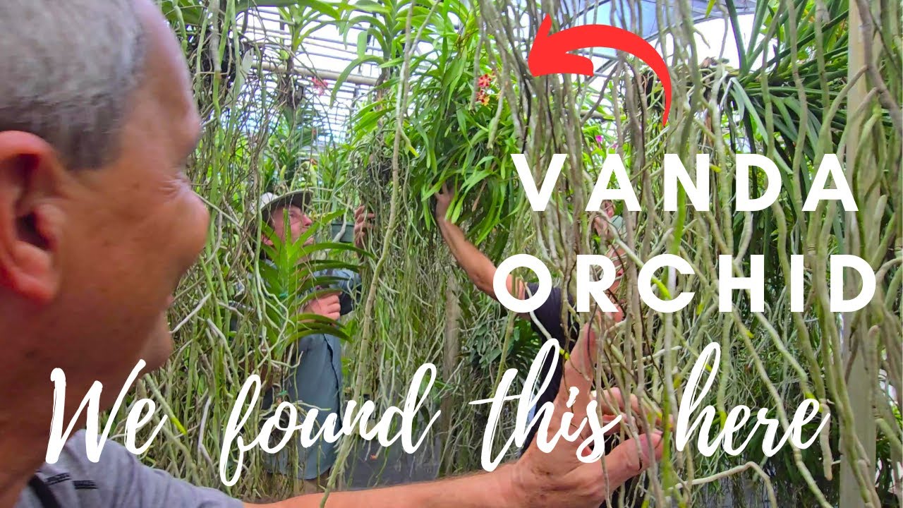 We found this Vanda Orchid here. Palmer Orchids Tent Sale 2024.