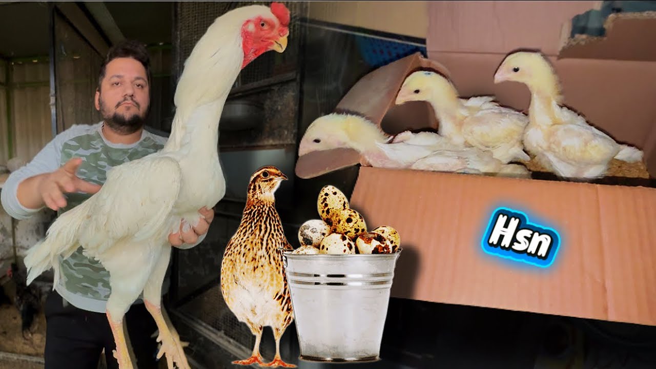 Начните разведение перепелов и кур на птицеферме, HSN Entertainment