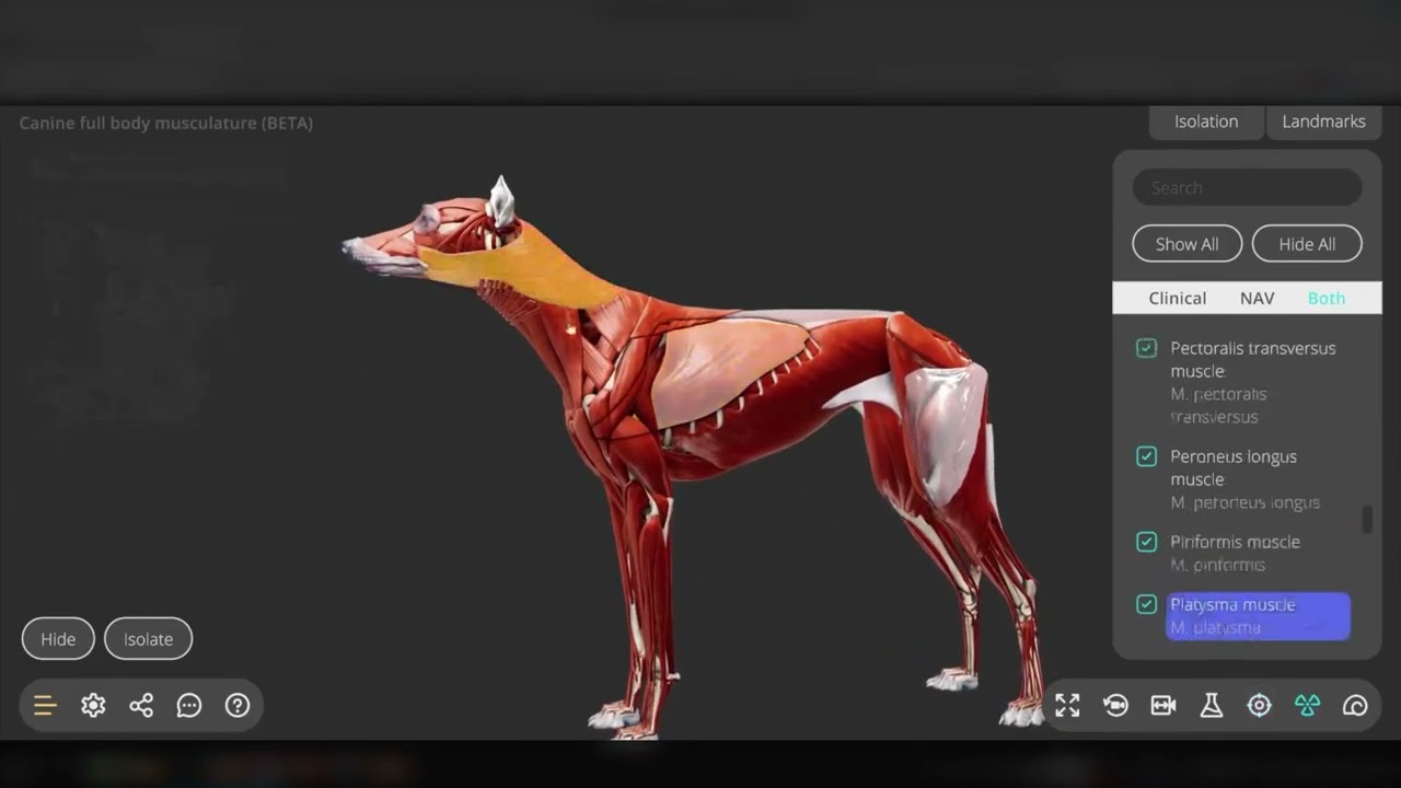 Updated 3D anatomy viewer interface 2024 - 3D Veterinary Anatomy