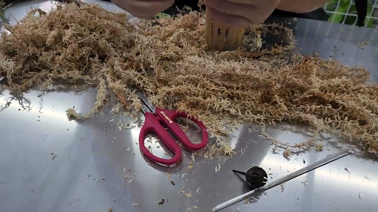 딱 10배수익. 1000프로 수익률, 총무 금모단을 공개합니다 !! 이 난초 받으려고 총무한데요 ^^