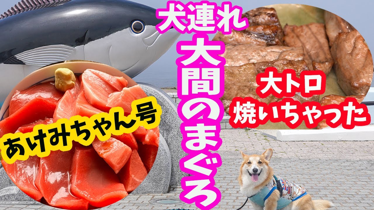 【犬連れ大間のまぐろ】大間のあけみちゃん号で、絶品まぐろをいただく贅沢犬旅！こんなにあって、こんなお値段！もう東京でまぐろは食べられない！！