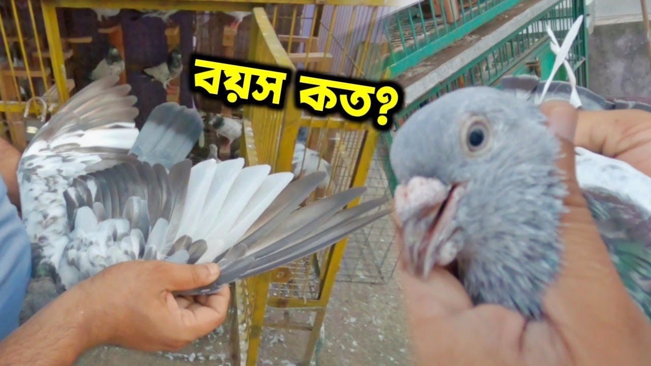 কবুতরের বয়স জানার সহজ পদ্ধতি