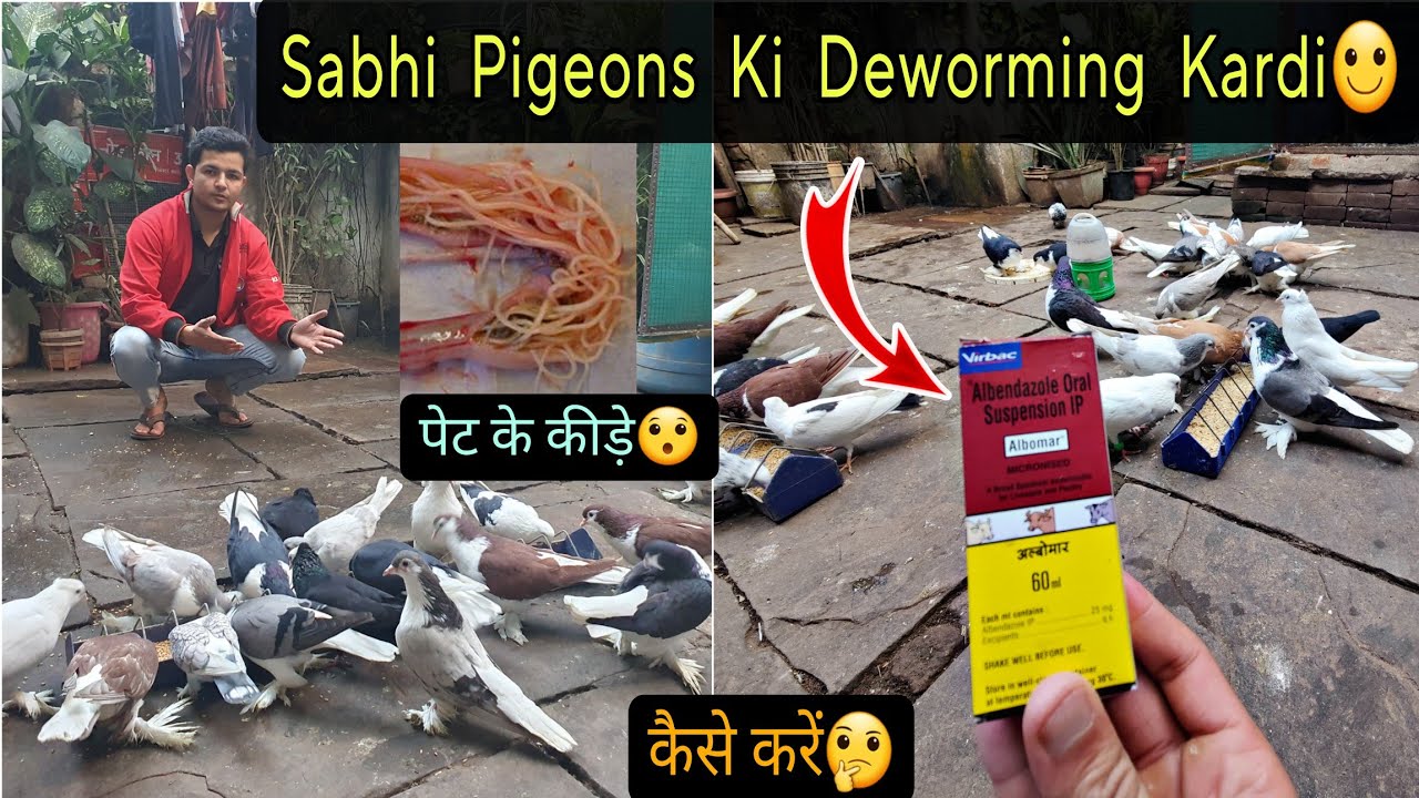 Sabhi Pigeons Ka Deworming Kardiya😍 || कबूतरों के पेट के कीड़े कैसे मारें ?🤔🕊️
