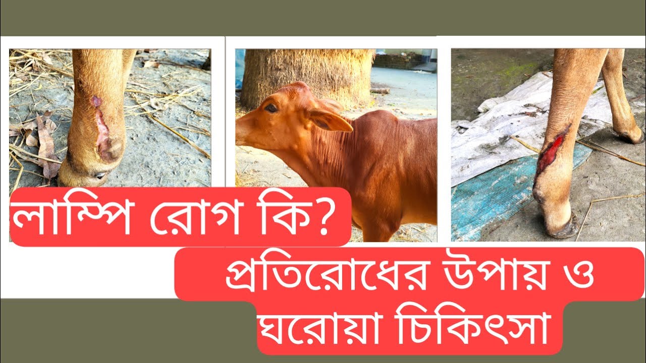 লাম্পি রোগের চিকিৎসা | LSD in Calf | Lumpy Skin Disease | Home remedies | 4K