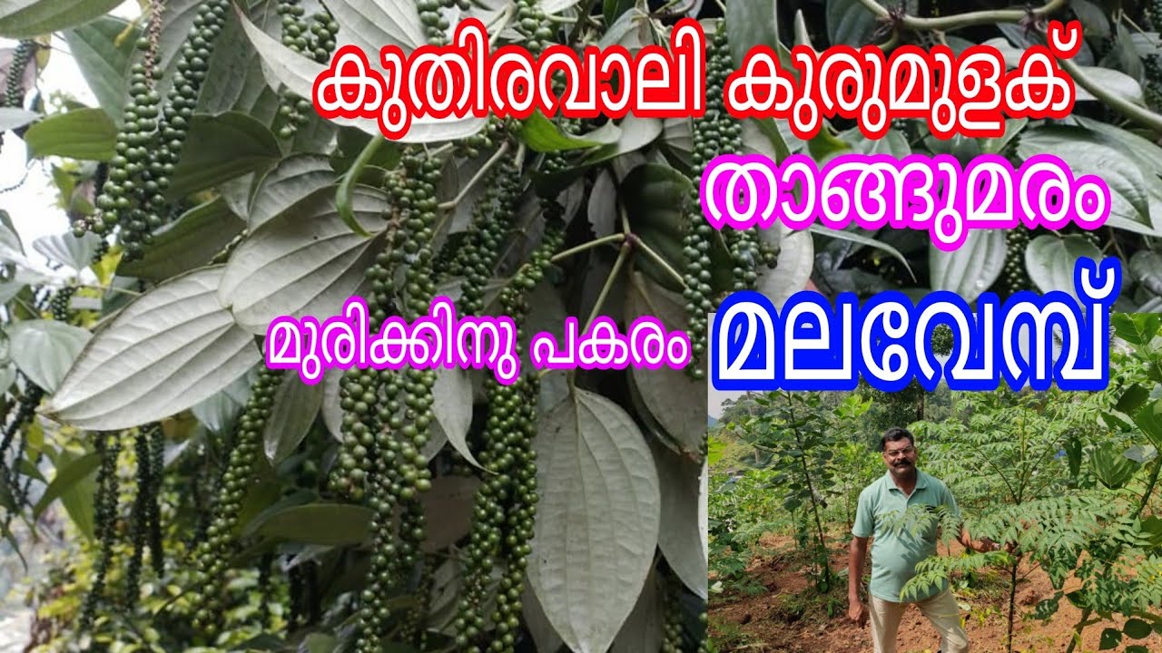 കുതിരവാലി കുരുമുളക് താങ്ങുമരം മലവേമ്പ്#antony muniyara Vlogs