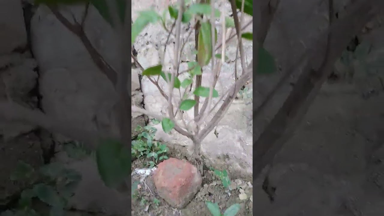 viro video🌿🌿🌿#23oo