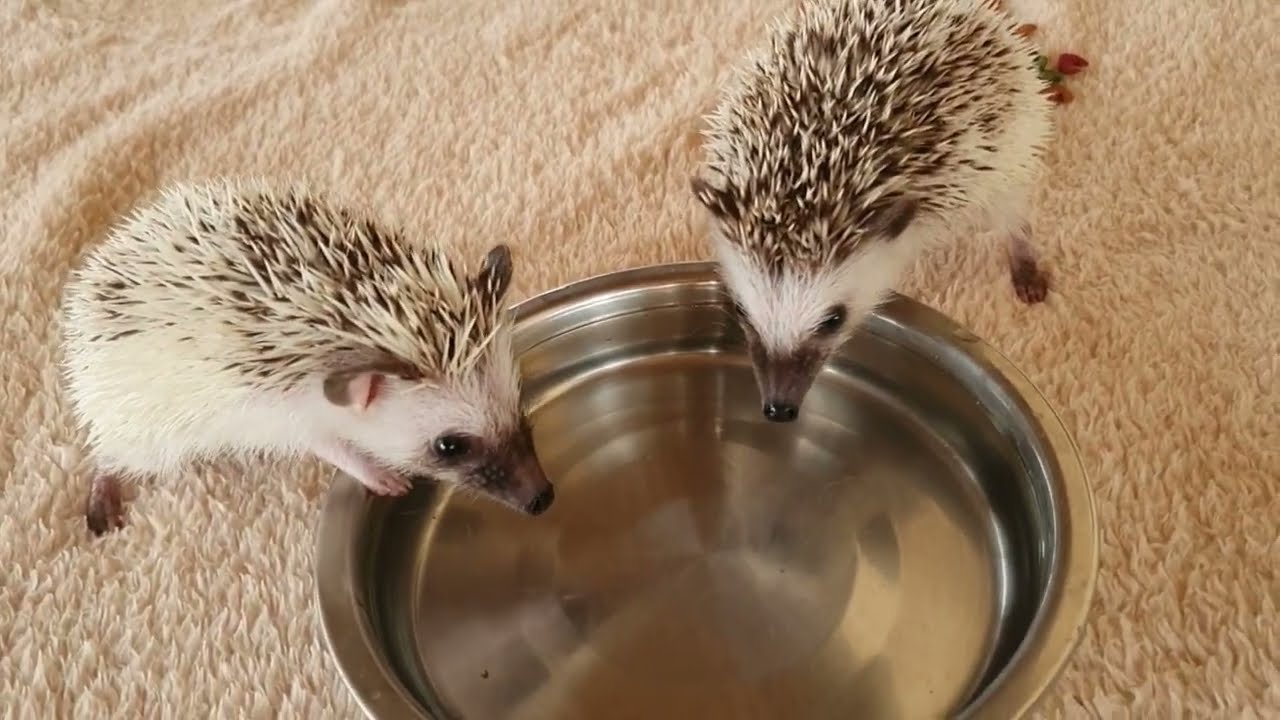 Little animals drink water