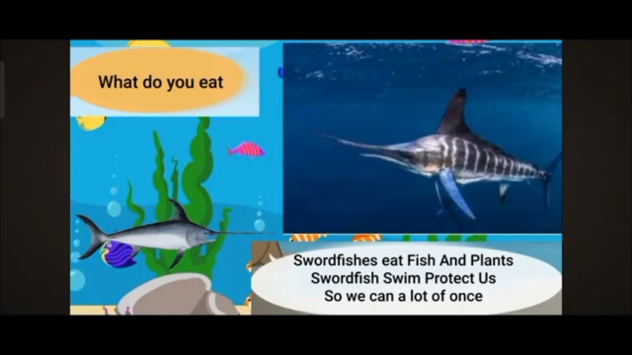 Meet the Animals 237: Swordfish 