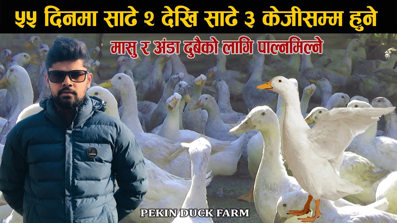 मासु र अंडा दुबैको लागि पाल्नमिल्ने | Duck Farming Business Ideas | Poultry Farm Business Plan #duck