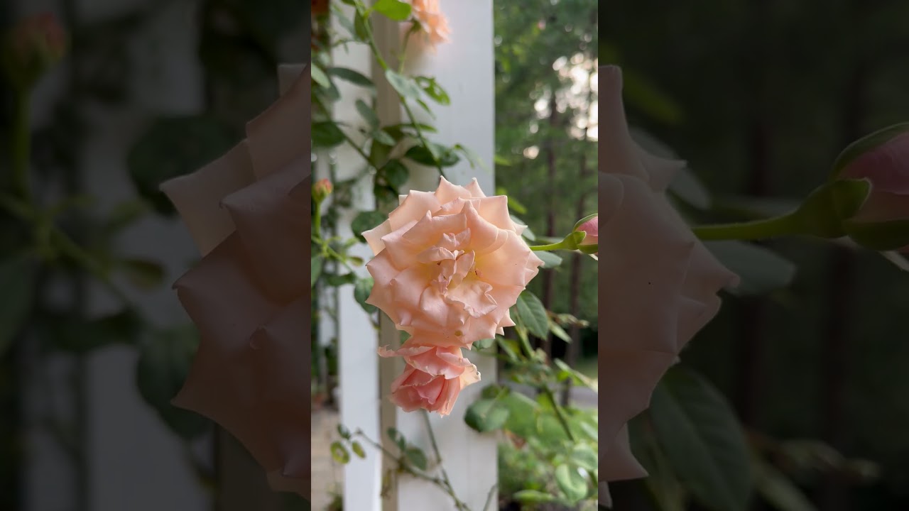 Pearly Gates Climbing Rose Gorgeous Blooms even in August! #cottagegarden #garden #gardening #roses