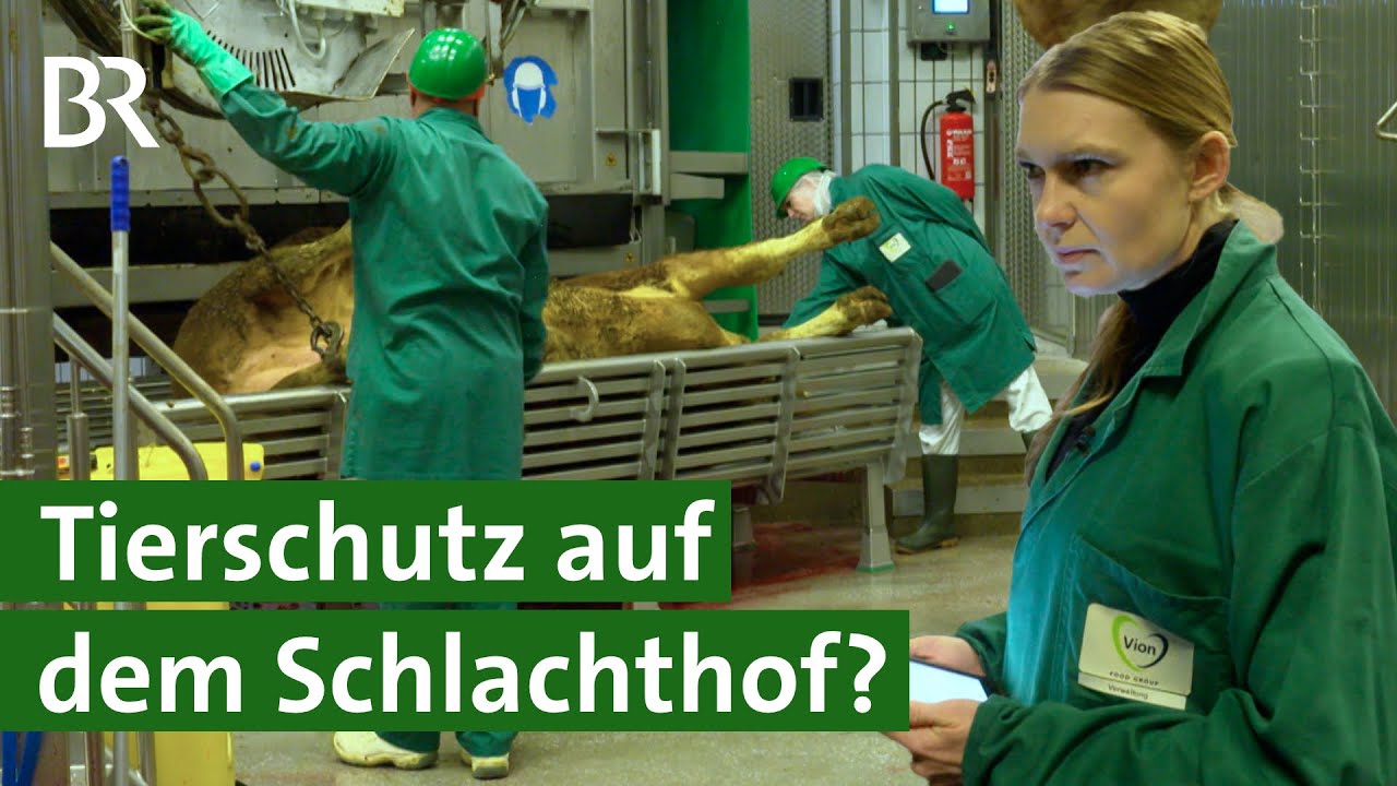 Als Tier&auml;rztin auf dem Schlachthof arbeiten | Tierschutz | Unser Land | BR