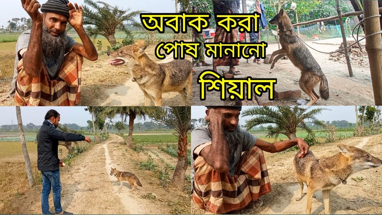 চালাক প্রানী শিয়ালের সাথে বন্ধুত্ব শাহাদাত হোসেনের | শিয়ালের পোষ মানানো | Travel Vlog | jashore