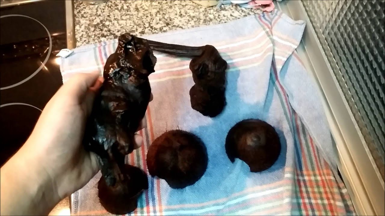 Como curar troncos y cocos para usarlos en el acuario || AquaTips