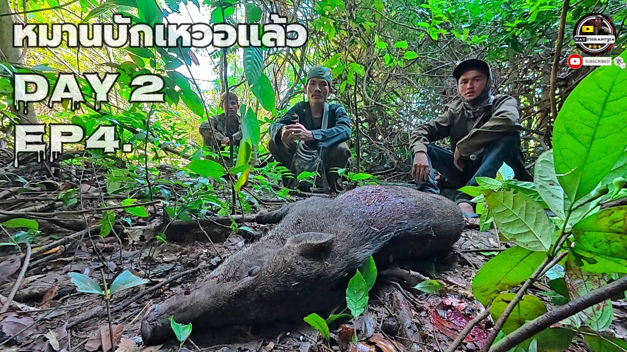 ພານໃຫຍ່ຈັດຫມູປ່າຕ້ອນຮັບທີມງານ/พรานใหญ่จัดหมูป่าต้อนรับทีมงาน6 กันยายน ค.ศ. 2025