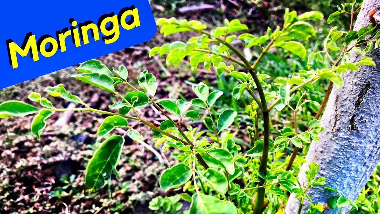 Horseradish Tree - Moringa Oleifera Tree Question (Miracle Tree)