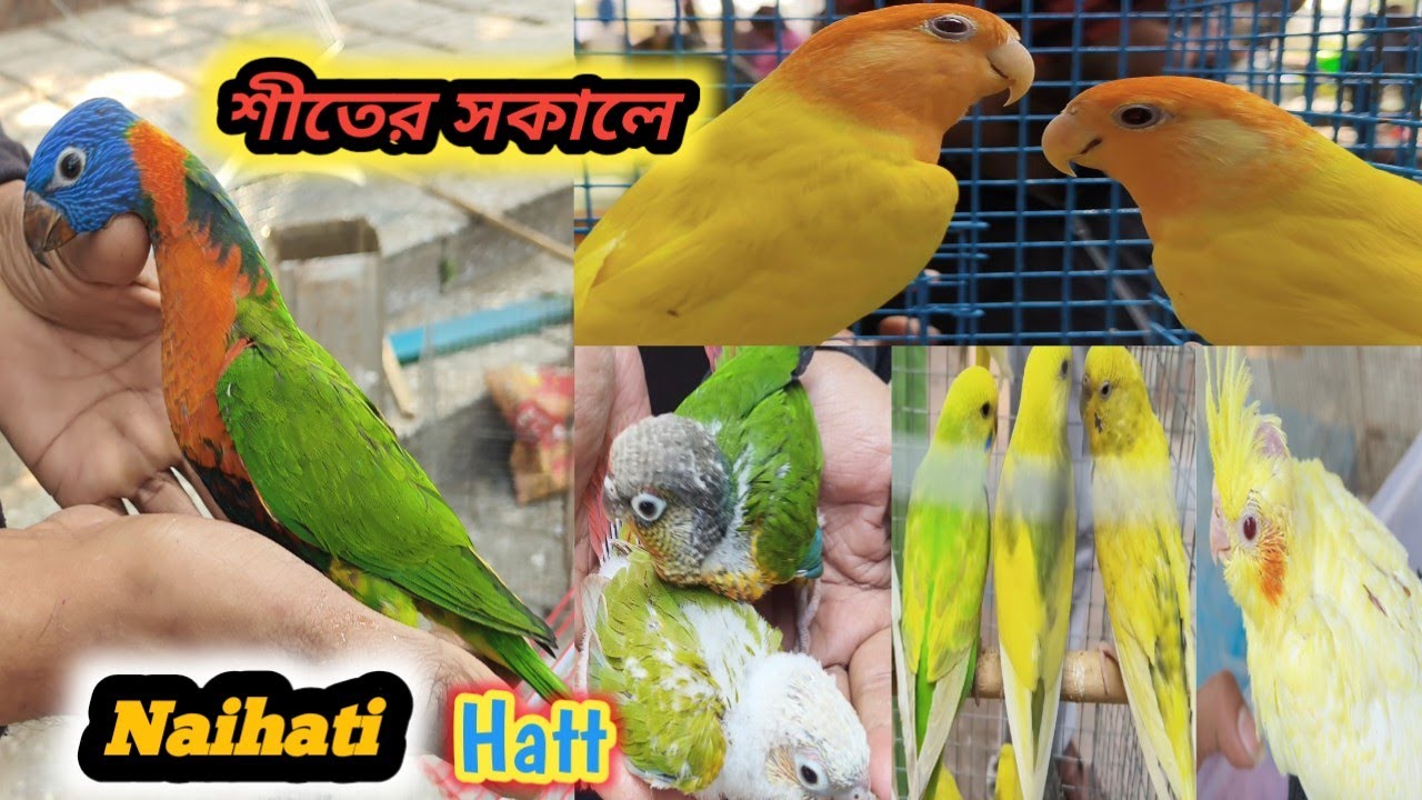Naihati Hatt New Video🐦🐦. New Collection 🔥🔥10/01/2026