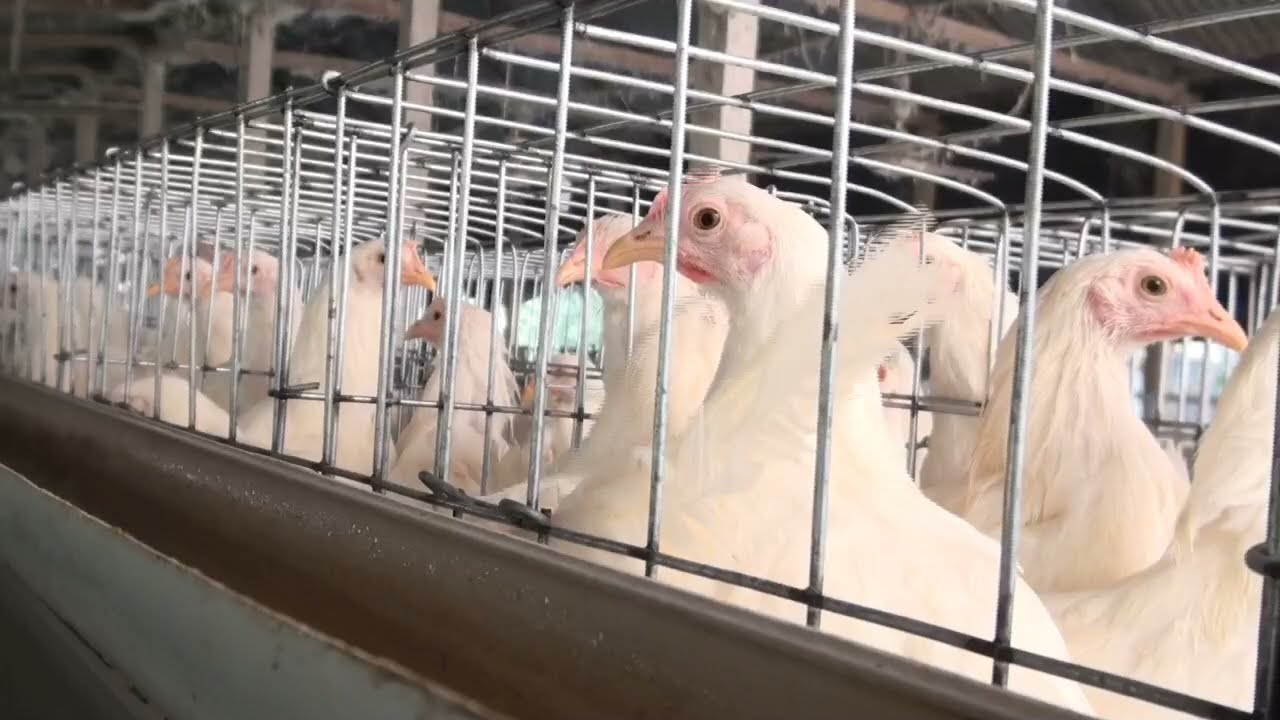 হাইব্রিড মুরগি যেভাবে বদলে দিয়েছে মানুষের খাদ্যাভ্যাস