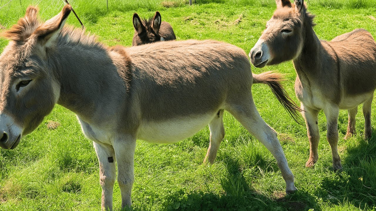 Donkey meeting first time try in village | Beautiful Donkey