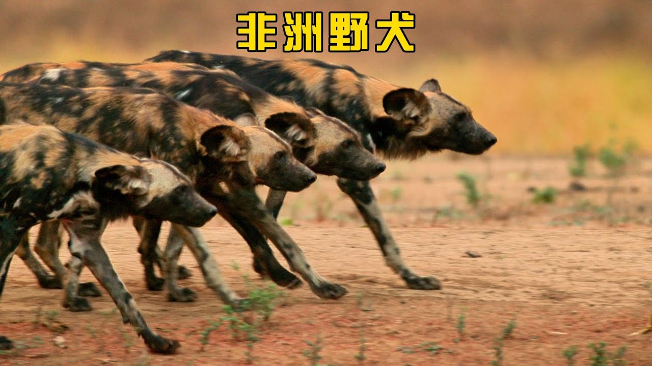 非洲野犬演绎团队协作，以超高智力和极致耐力求生