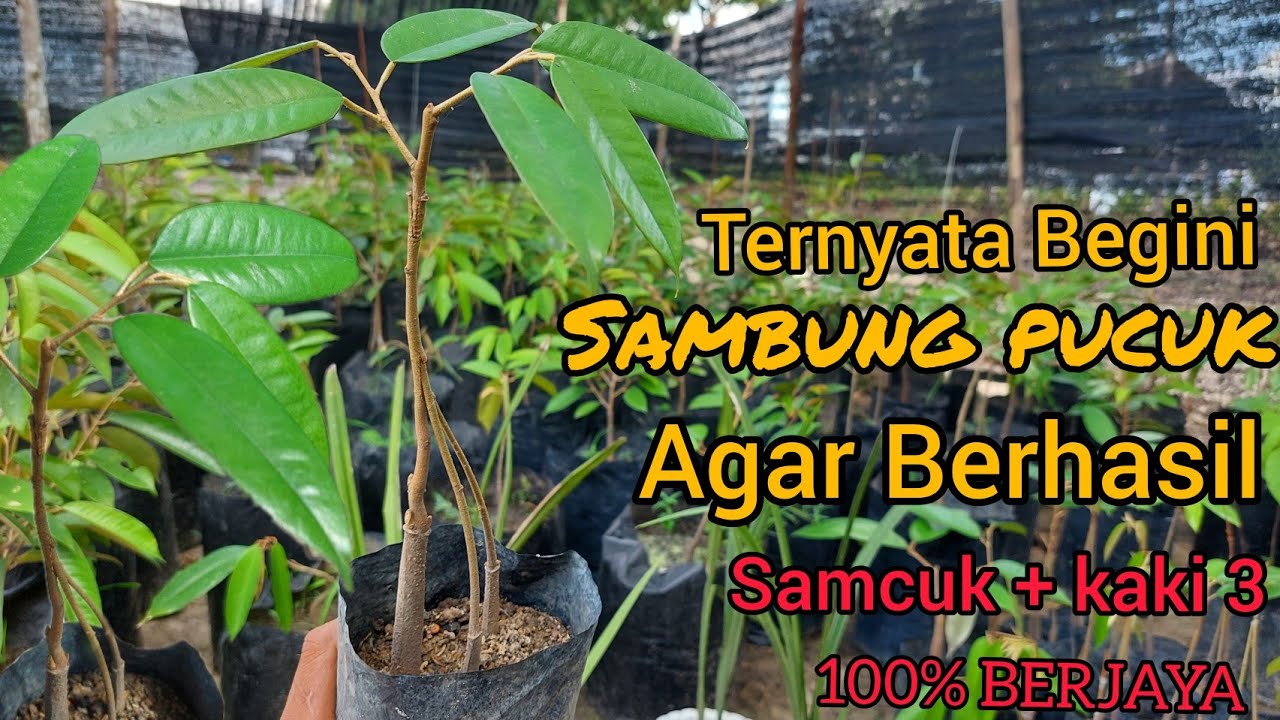 SAMBUNG kaki 3 + SamCuk DURIAN 100% Berjaya