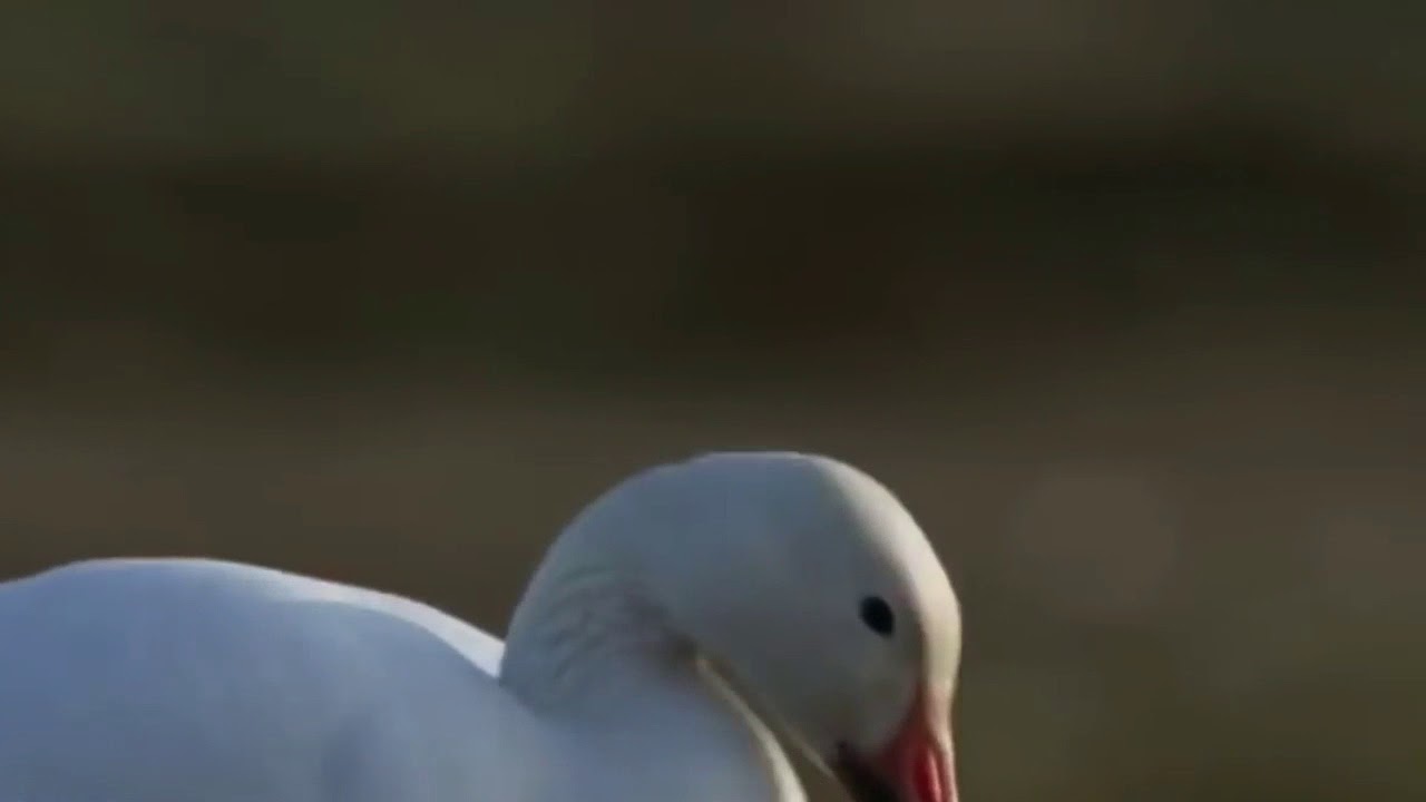 Brave Mother Snow Goose Save Her Baby From Fox