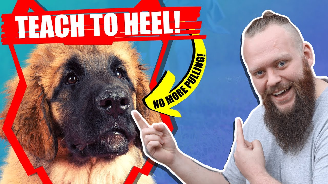 How To Get Your LEONBERGER To WALK TO HEEL